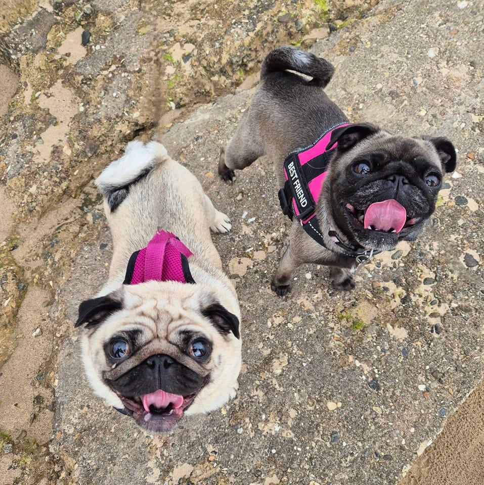 Pet Insurance: To Buy or Not to Buy? My Honest Experience