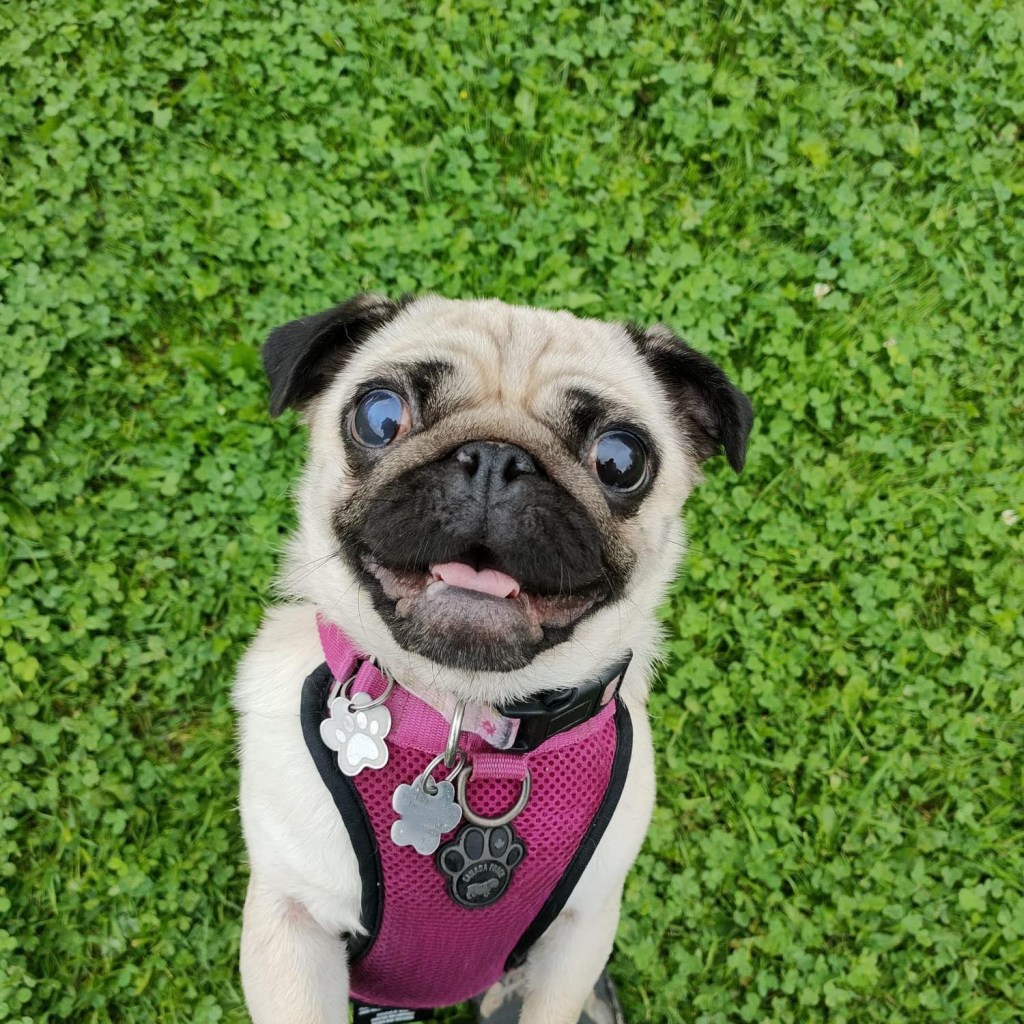 Lola the fawn pug wearing a pink harness in the grass
