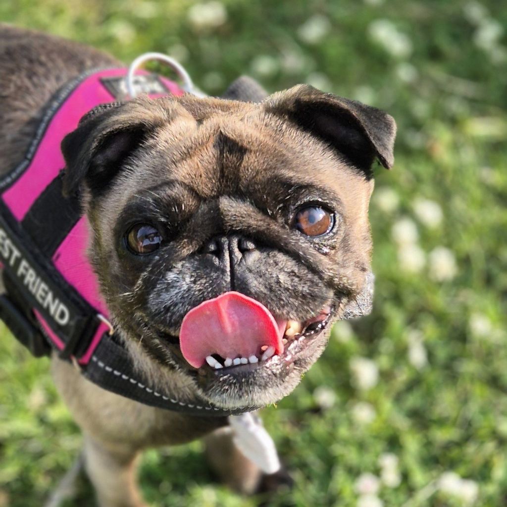 Mabel the platinum pug with her tongue out