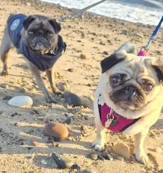 Lola and Mabel, a faun and a grey pug on the beach