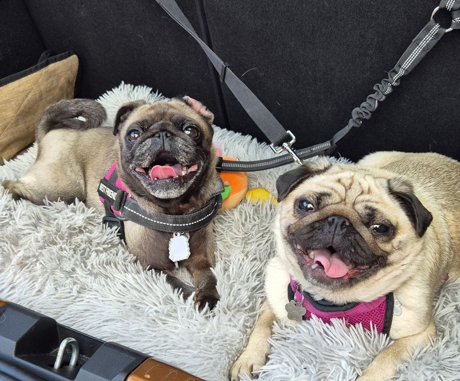 The Grump and the Chaos: Why No Two Pugs Are Alike (Meet Lola and Mabel